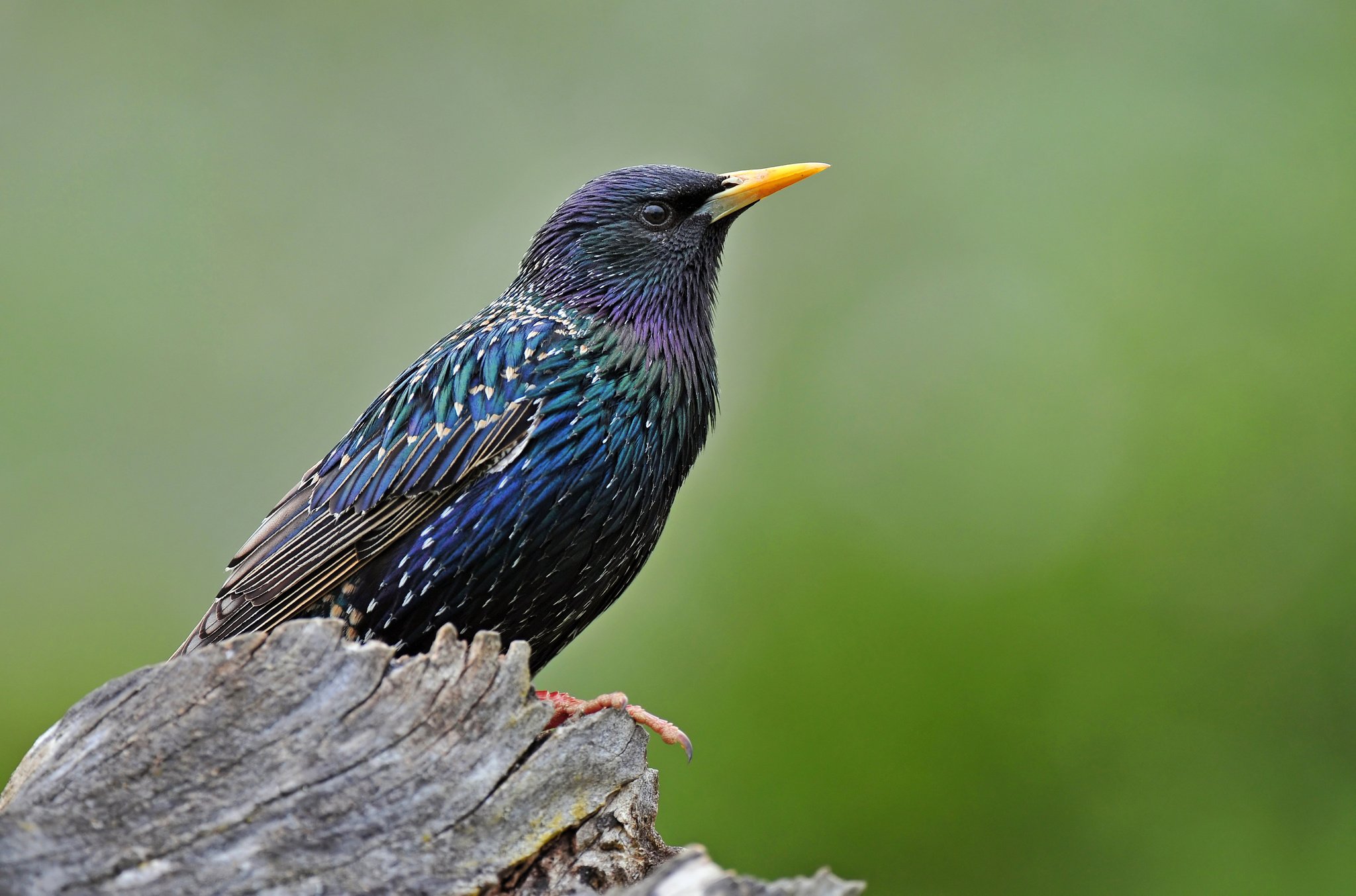 Common Starling