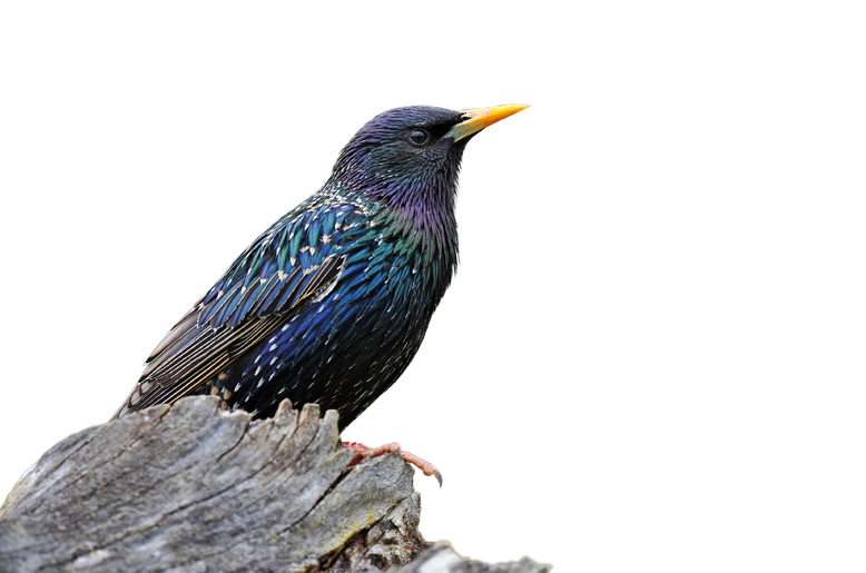 Common Starling